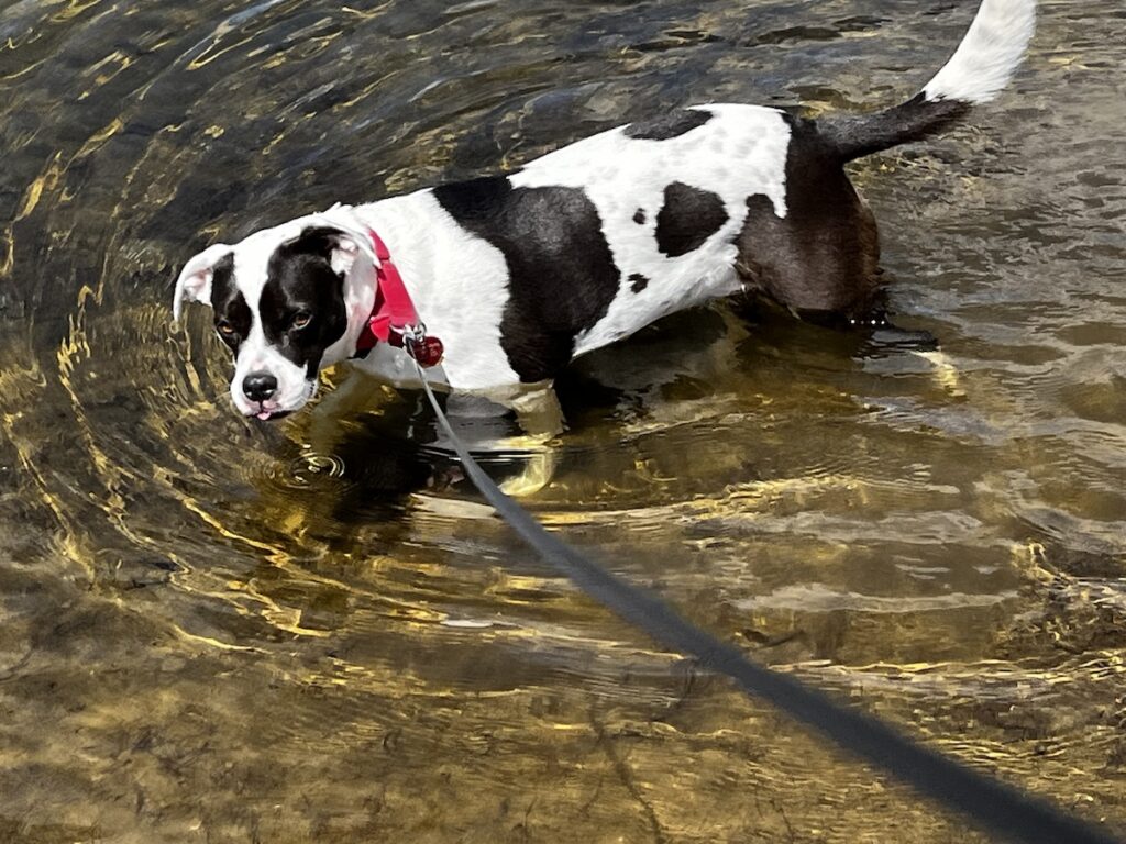 black on white american bully mix rescue dog, standing chest deep in pond