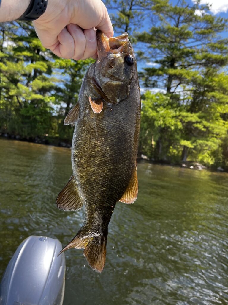 Small mouth bass caught at the lake,  shoreline and boat motor in background