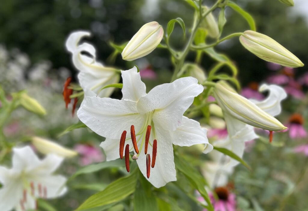 White lily in foreground focus in front of blurred flower bed background.