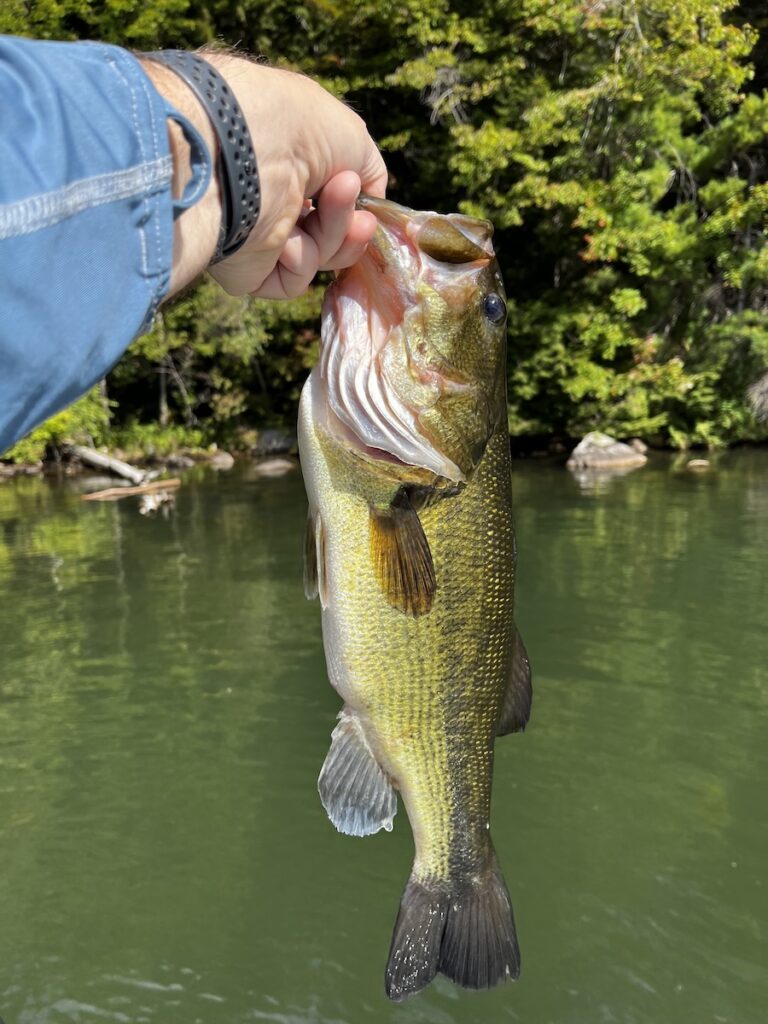 Holding up a large mouth bass.