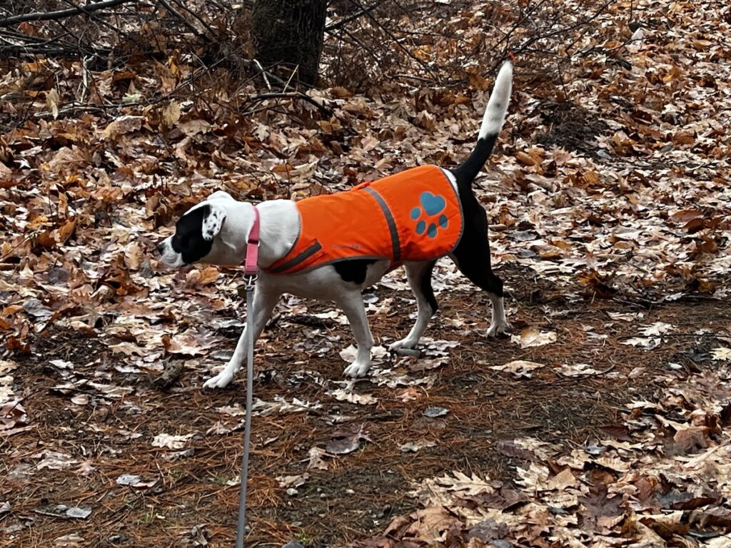 Georgia, american bully mix dog, wearing  her orange fall hunting season vest, walking on leash, on a leaf covered trail.