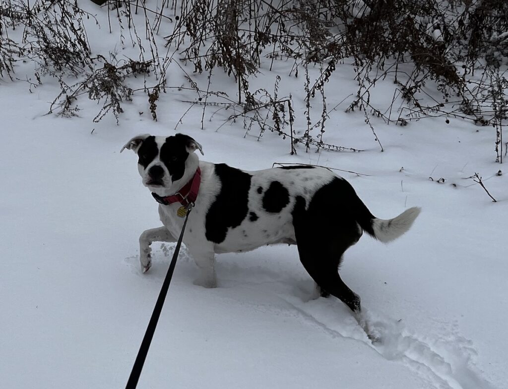 Georgia, our american bully mix rescue dog, white and black coloration, on a walk in the snow on Christmas Day, 2024.